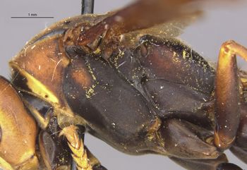 Media type: image;   Entomology 33137 Aspect: thorax lateral